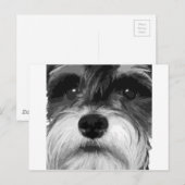 Een zwarte en witte miniatuur Schnauzer Briefkaart (Voorkant / Achterkant)