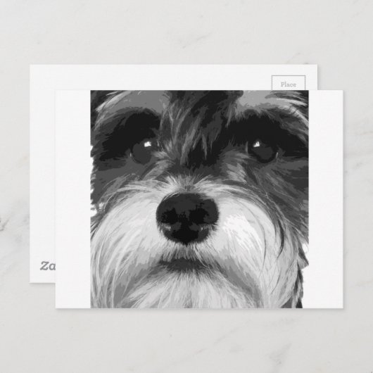 Een zwarte en witte miniatuur Schnauzer Briefkaart (Voorkant / Achterkant)