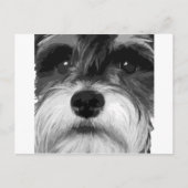Een zwarte en witte miniatuur Schnauzer Briefkaart (Voorkant)