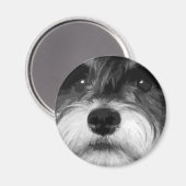 Een zwarte en witte miniatuur Schnauzer Magneet (Voorkant / Achterkant)