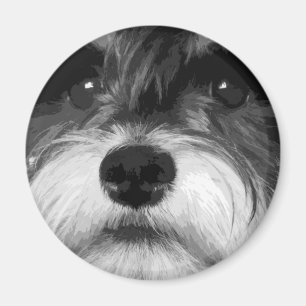 Een zwarte en witte miniatuur Schnauzer Magneet