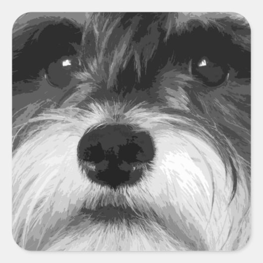 Een zwarte en witte miniatuur Schnauzer Vierkante Sticker (Voorkant)