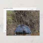 Een zwarte heronbladervoeders briefkaart (Voorkant / Achterkant)