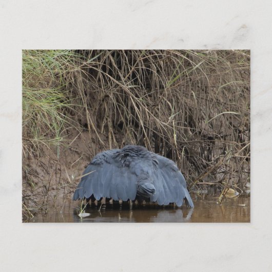 Een zwarte heronbladervoeders briefkaart (Voorkant)