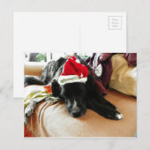 Een zwarte Hond bij Kerstmis met Zijn Pet van de Feestdagenkaart (Voorkant / Achterkant)