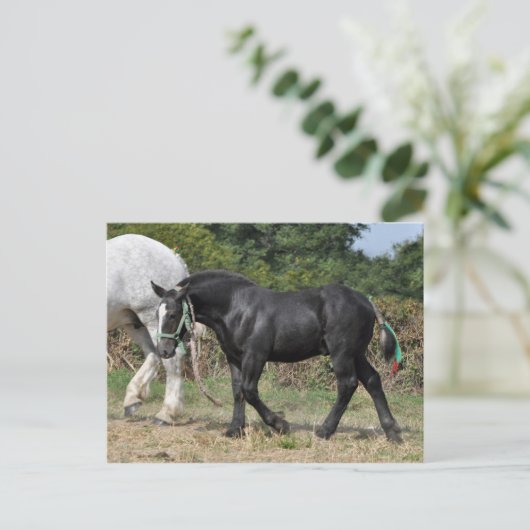 Een zwarte Percheron-foal in Frankrijk Briefkaart (Staand voorkant)