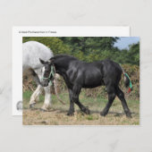 Een zwarte Percheron-foal in Frankrijk Briefkaart (Voorkant / Achterkant)