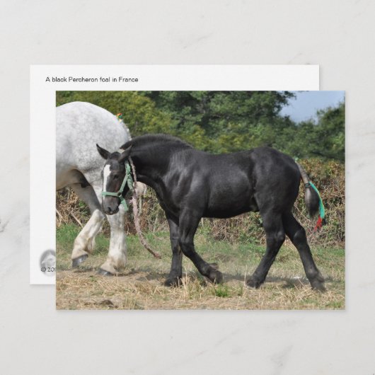 Een zwarte Percheron-foal in Frankrijk Briefkaart (Voorkant / Achterkant)