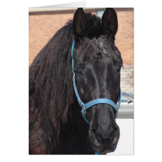 Een zwarte schoonheid (Voorkant)