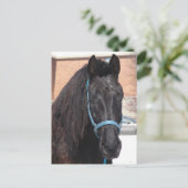 Een zwarte schoonheid briefkaart (Staand voorkant)