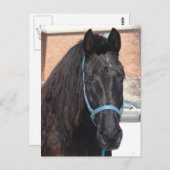 Een zwarte schoonheid briefkaart (Voorkant / Achterkant)