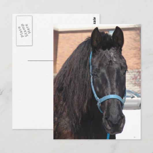 Een zwarte schoonheid briefkaart (Voorkant / Achterkant)