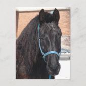 Een zwarte schoonheid briefkaart (Voorkant)