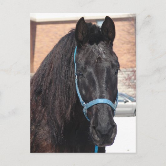 Een zwarte schoonheid briefkaart (Voorkant)