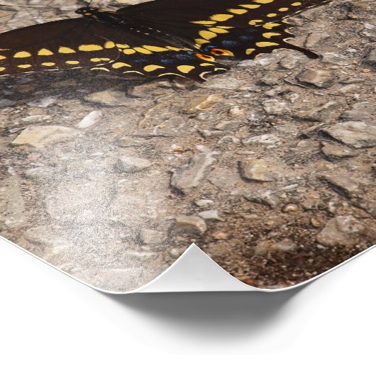 Een zwarte Swallowtail Butterfly Foto Afdruk (Hoek)