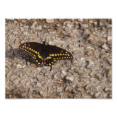 Een zwarte Swallowtail Butterfly Foto Afdruk (Voorkant)