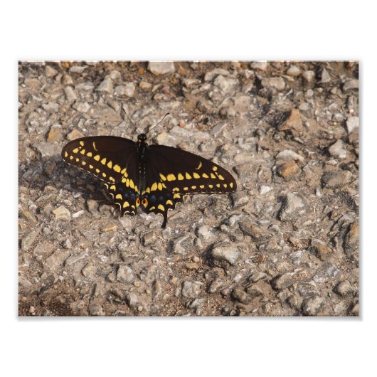 Een zwarte Swallowtail Butterfly Foto Afdruk (Voorkant)