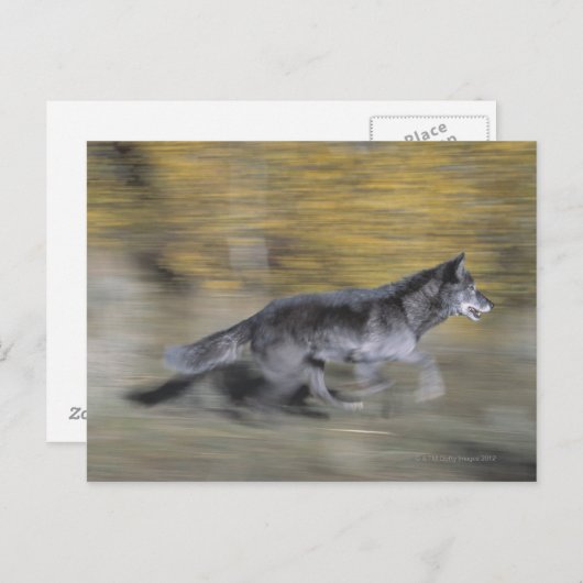 Een zwarte wolf op de vlucht briefkaart (Voorkant / Achterkant)