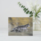 Een zwarte wolf op de vlucht briefkaart (Staand voorkant)