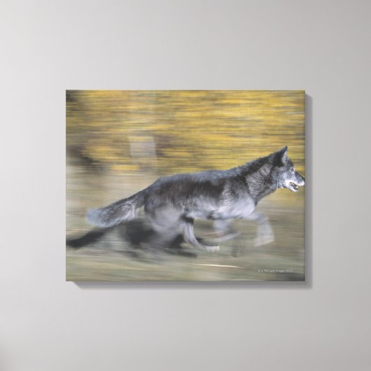 Een zwarte wolf op de vlucht canvas afdruk (Voorkant)