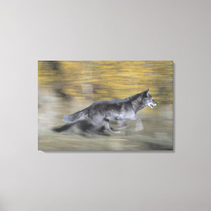 Een zwarte wolf op de vlucht canvas afdruk