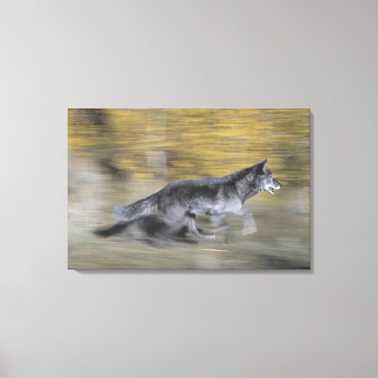 Een zwarte wolf op de vlucht canvas afdruk (Voorkant)