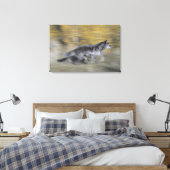 Een zwarte wolf op de vlucht canvas afdruk (Insitu (Slaapkamer))
