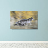 Een zwarte wolf op de vlucht canvas afdruk (Insitu (Houten vloer))