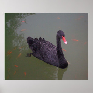 Een zwarte zwaluw op het water poster