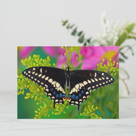 Een zweetstaart-Butterfly landing Bedankkaart (Staand voorkant)