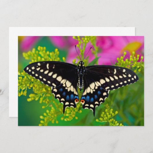 Een zweetstaart-Butterfly landing Bedankkaart (Voorkant / Achterkant)