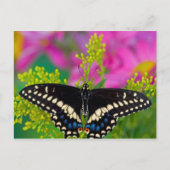 Een zweetstaart-Butterfly landing Briefkaart (Voorkant)