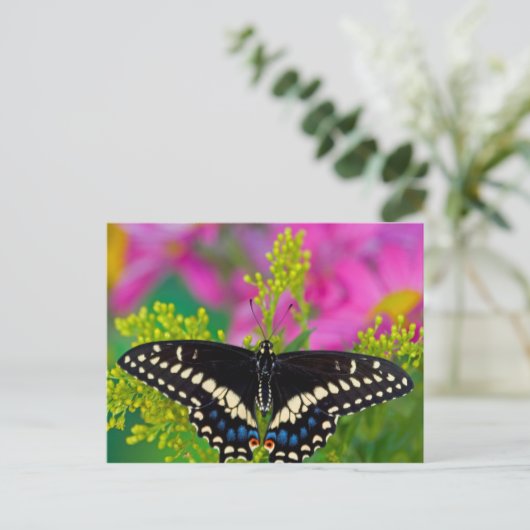 Een zweetstaart-Butterfly landing Briefkaart (Staand voorkant)