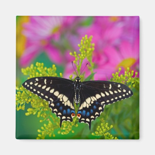 Een zweetstaart-Butterfly landing Magneet (Voorkant)
