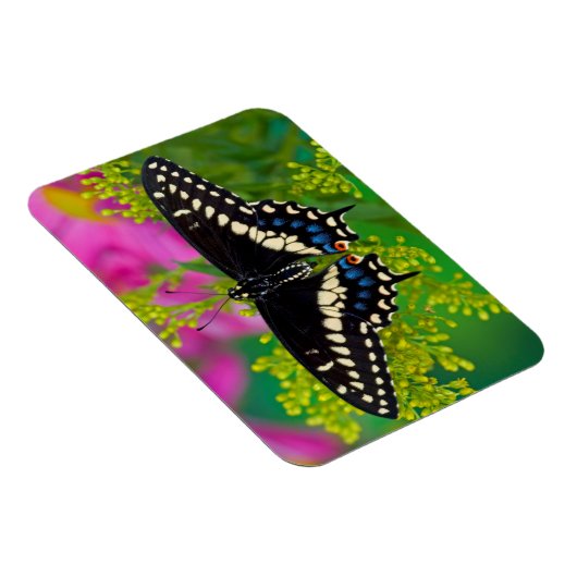 Een zweetstaart-Butterfly landing Magneet (Rechterzijde)