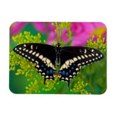 Een zweetstaart-Butterfly landing Magneet (Horizontaal)