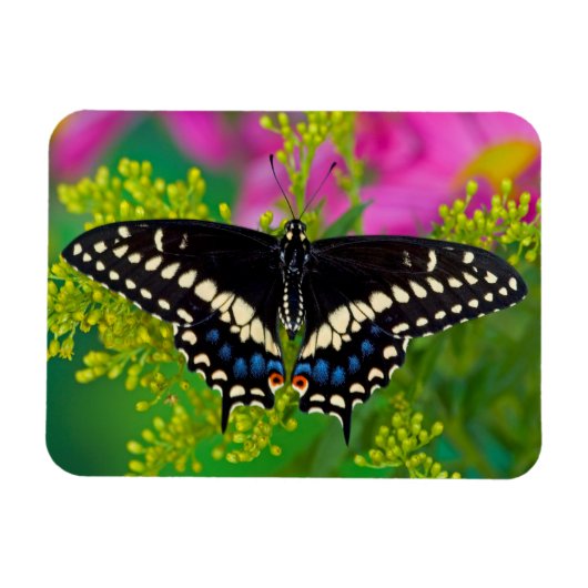 Een zweetstaart-Butterfly landing Magneet (Horizontaal)