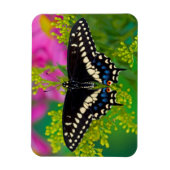 Een zweetstaart-Butterfly landing Magneet (Verticaal)