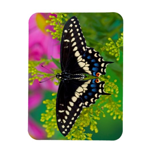 Een zweetstaart-Butterfly landing Magneet (Verticaal)