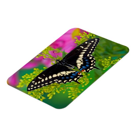 Een zweetstaart-Butterfly landing Magneet (Linkerzijde)