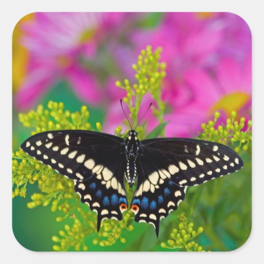 Een zweetstaart-Butterfly landing Vierkante Sticker (Voorkant)