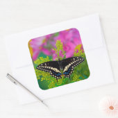 Een zweetstaart-Butterfly landing Vierkante Sticker (Envelop)