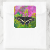 Een zweetstaart-Butterfly landing Vierkante Sticker (Tas)