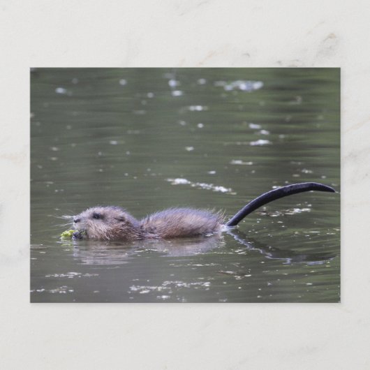 Een zwembad en een muskrat. briefkaart (Voorkant)