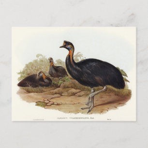 Eéncarunculated Cassowary van Elizabeth Gould Briefkaart