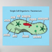 Eencellige organismen: paramecium poster (Voorkant)