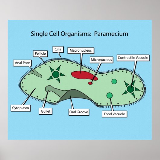 Eencellige organismen: paramecium poster (Voorkant)