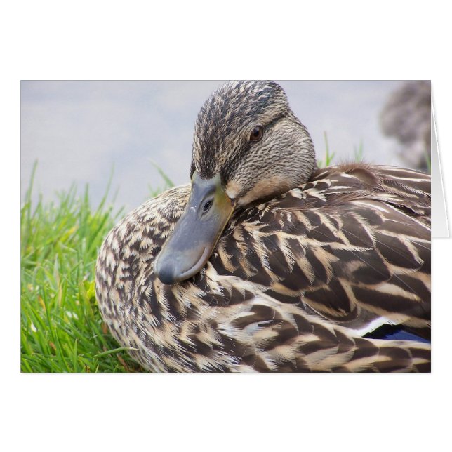 eend (Voorkant Horizontaal)