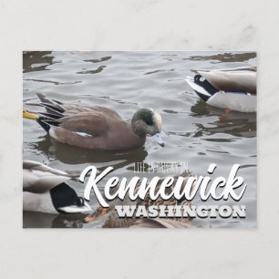 Eend, Amerikaanse Wigeon, Vogel, Kennewick, WA Briefkaart