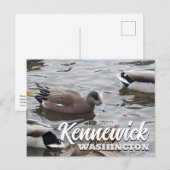 Eend, Amerikaanse Wigeon, Vogel, Kennewick, WA Briefkaart (Voorkant / Achterkant)